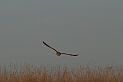 Short-eared owl - A